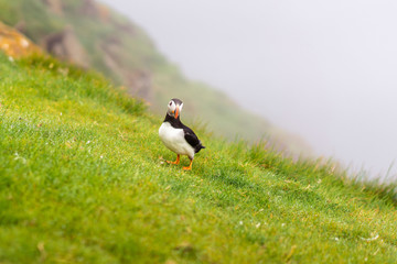 Puffin bird close photo at nesting colony of Mykines island, Faroe.