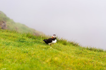 North Atlantic Ocean bird colony of Puffins on Mykines island, Faroe.