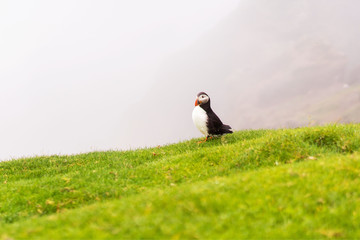 Puffin on a grass cliff. Mykines ialsnd, Faroe.