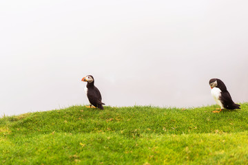 Couple of Atlantic Puffins in grass on Mykines island, Faroe.