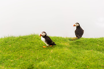 Pair of Atlantic Puffins sitting in grass cliff on Mykines island, Faroe.