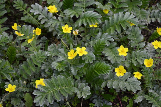 Closeup Potentilla anserina known as Argentina anserina with blurred background on meadow