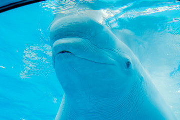 Background underwater world. Dolphins swim underwater. White whale