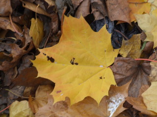 large maple leaves lying on the ground