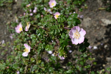 Closeup rosa serafinii with blurred background in rose garden