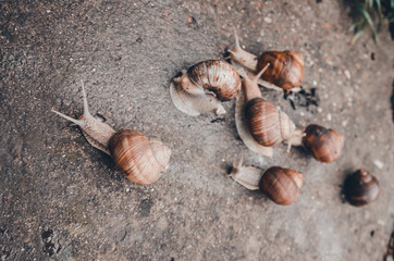 a group of snails outdoors on the ground