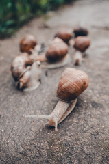 a group of snails outdoors on the ground