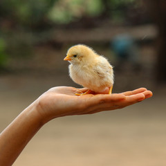 chick in hand