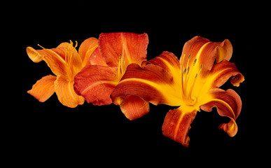 Vintage daylily macro of a trio of orange,yellow,red blossoms,black background,detailed texture,...