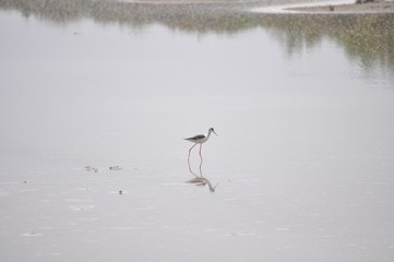 The beautiful bird black-winged stilt (Himantopus himantopus) in the natural environment