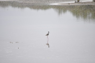 The beautiful bird black-winged stilt (Himantopus himantopus) in the natural environment