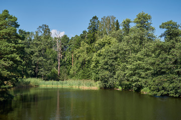 A small pond with trees on a sunny day and blue sky