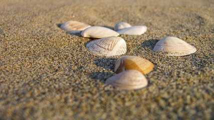 Fototapeta na wymiar Conchiglie sulla sabbia della spiaggia al tramonto