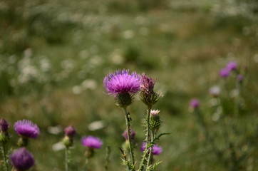 Beautiful flower of purple thistle. Pink flowers of burdock. Burdock thorny flower close-up. Flowering thistle or milk thistle