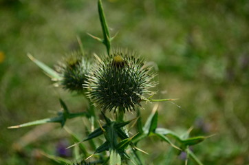 Beautiful flower of purple thistle. Pink flowers of burdock. Burdock thorny flower close-up....