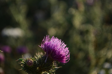 Beautiful flower of purple thistle. Pink flowers of burdock. Burdock thorny flower close-up....