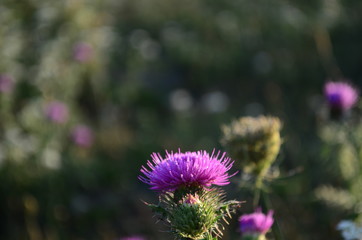 Beautiful flower of purple thistle. Pink flowers of burdock. Burdock thorny flower close-up....