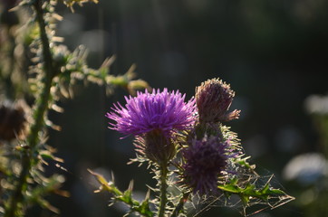 Beautiful flower of purple thistle. Pink flowers of burdock. Burdock thorny flower close-up....