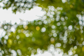 Fototapeta premium Abstract blur green color for background,blurred and defocused effect spring concept for design