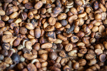 Close-up top view of Kopi luwak or civet coffee, it's one of the world's most expensive and low-production varieties of coffee