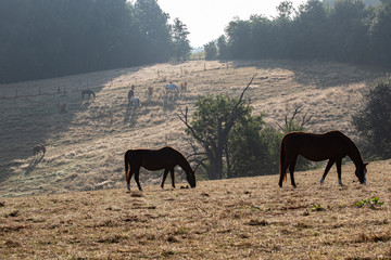 Morgenstimmung mit Pferden