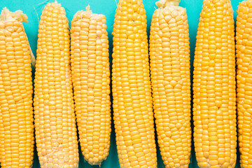 Freshly harvested corn on the cob on a blue background