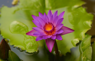 Pink and white lotus flower and green leaves