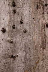 Tree Texture