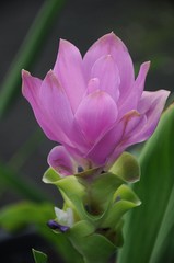 Fototapeta premium Siam Tulip, Summer Tulip, Curcuma