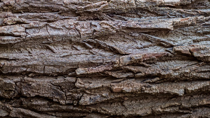 Tree bark texture, embossed bark