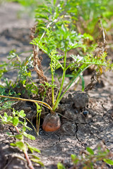Obraz premium Carrot growing in dry soil