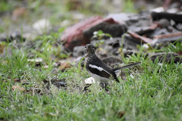 sparrow on grass