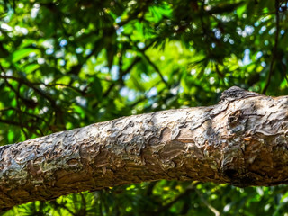 A tree branch with green leavs in forest
