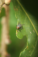 The fly