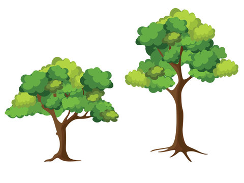 Collection of trees on white background. Cartoon of trees.
