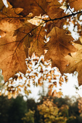 Autumn and fall composition. Beautiful orange oak leaves in the park. Fall concept and natural background.