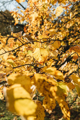 Autumn and fall composition. Beautiful landscape with yellow leaves. Fall concept and natural background.