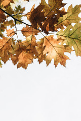 Autumn, fall and minimal composition. Beautiful branch with yellow, orange and green oak leaves. Mock up, white space. Fall concept and natural background.
