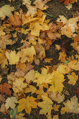 Autumn and fall composition. Colorful orange and yellow maple leaves background. Flat lay, top view. Fall concept.