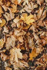 Autumn and fall composition. Beige maple leaves background. Flat lay, top view. Fall concept.