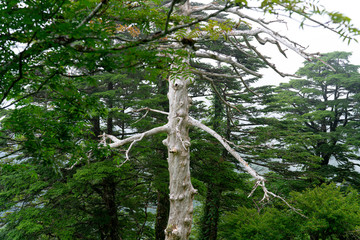 Mount Tsurugi in Tokushima, Japan