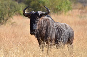 Antiolope in der Steppe in Afrika