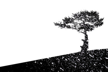 Lonely tree and snowfall, silhouette black Pine in winter season, creative picture