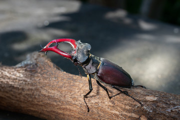 Beetle - a deer crawls on a wooden stick. Beetle with horns.