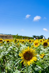 Obraz premium ひまわり