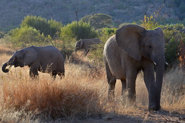 Elefanten in Südafrika