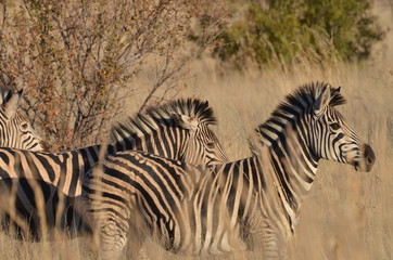 Wildlife in Africa