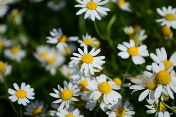 Chamomile field flowers border. Beautiful nature scene with blooming medical chamomilles in sun flare