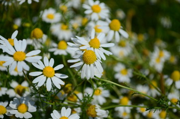 Obraz premium Chamomile field flowers border. Beautiful nature scene with blooming medical chamomilles in sun flare