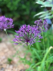purple flowers in the garden